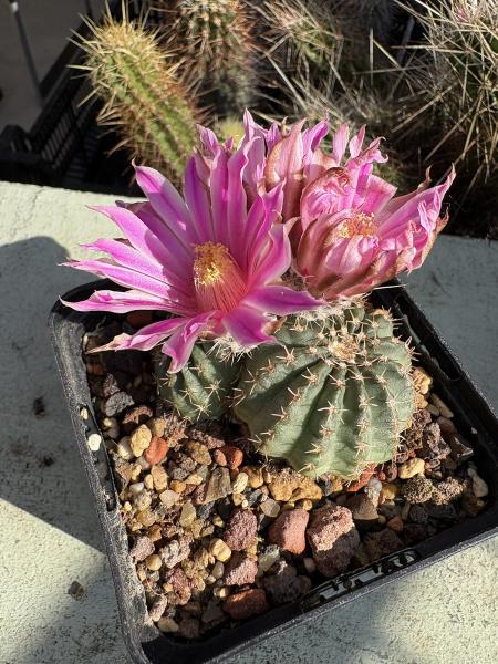 Echinocereus pulchellus amoenus